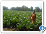 Sustainable Livelihood Program 