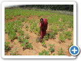 Sustainable Livelihood Program 