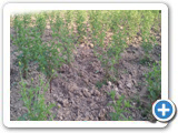Sustainable Livelihood Program 