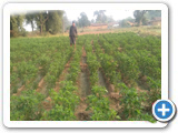 Sustainable Livelihood Program 