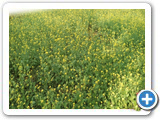 Sustainable Livelihood Program 