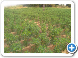 Sustainable Livelihood Program 
