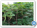 Sustainable Livelihood Program 